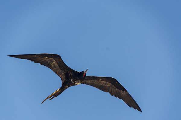 Fragata - isla Seymour Norte - islas Galápagos - Ecuador 19.jpg